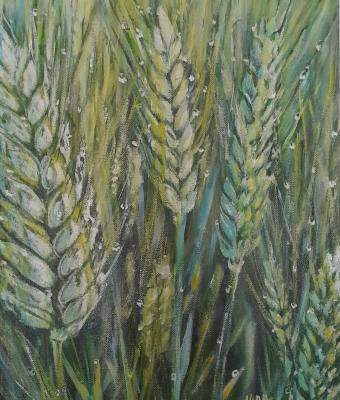 rugiada-sul-grano