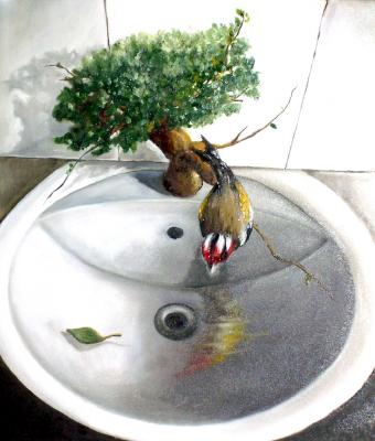 narciso