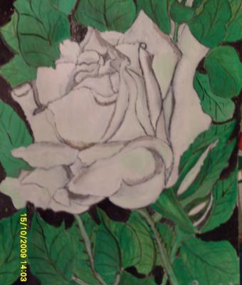 rosa