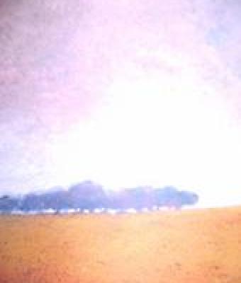 treeline-in-sun