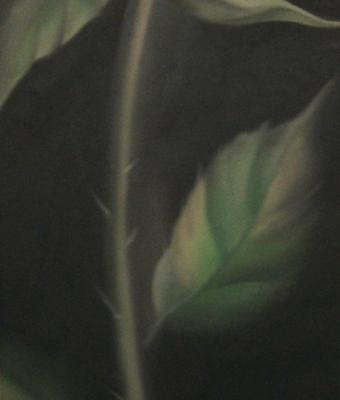 rosellina-solitaria