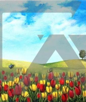 campo-di-tulipani