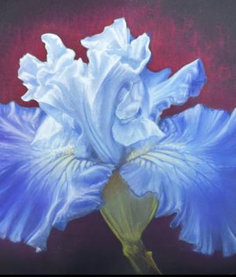iris-flower