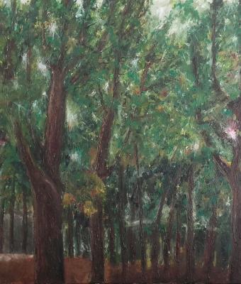 luce-nella-foresta