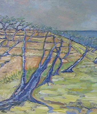 calma-di-vento-tra-gli-ulivi