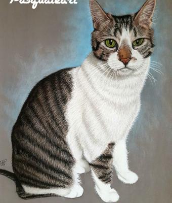 sweet-cat