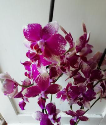 orchidea-viola