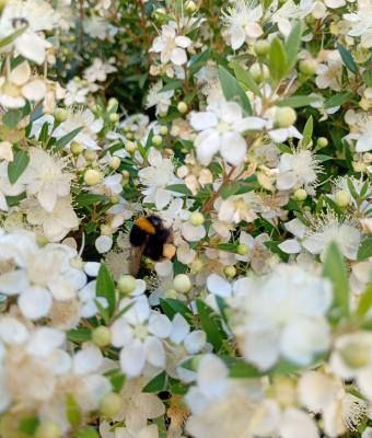 fiori-con-ape