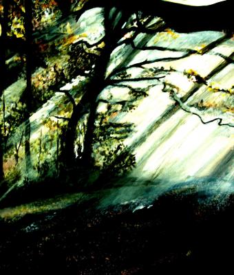 luce-nel-bosco