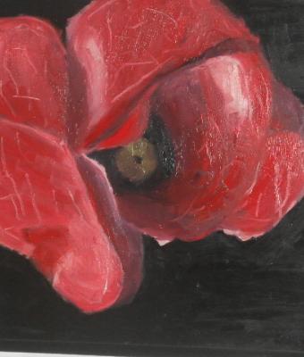 tulipano