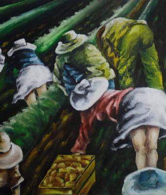 campo-di-patate