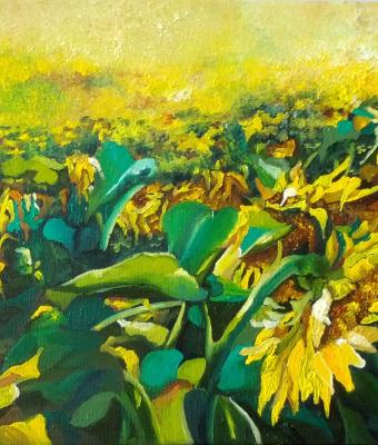 girasoli