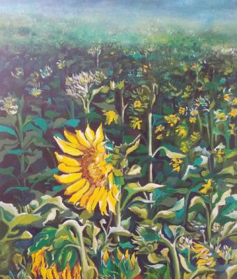 girasoli