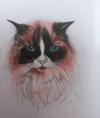 gatto