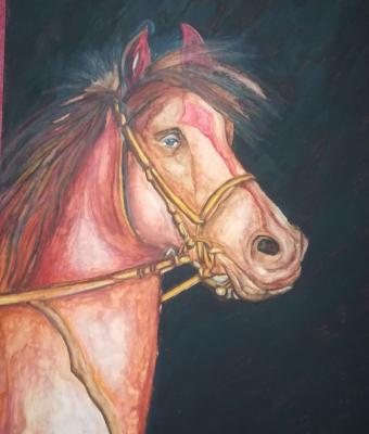 cavallo