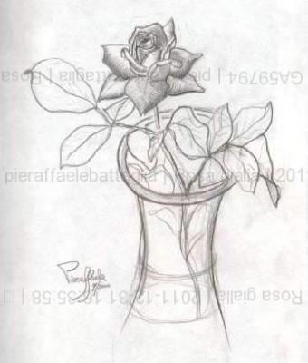 rosa-gialla