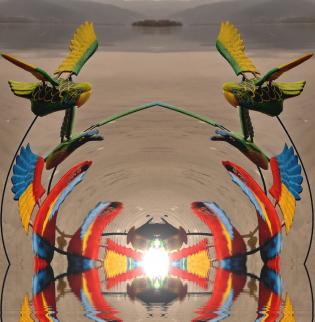 my-parrots-with-sun