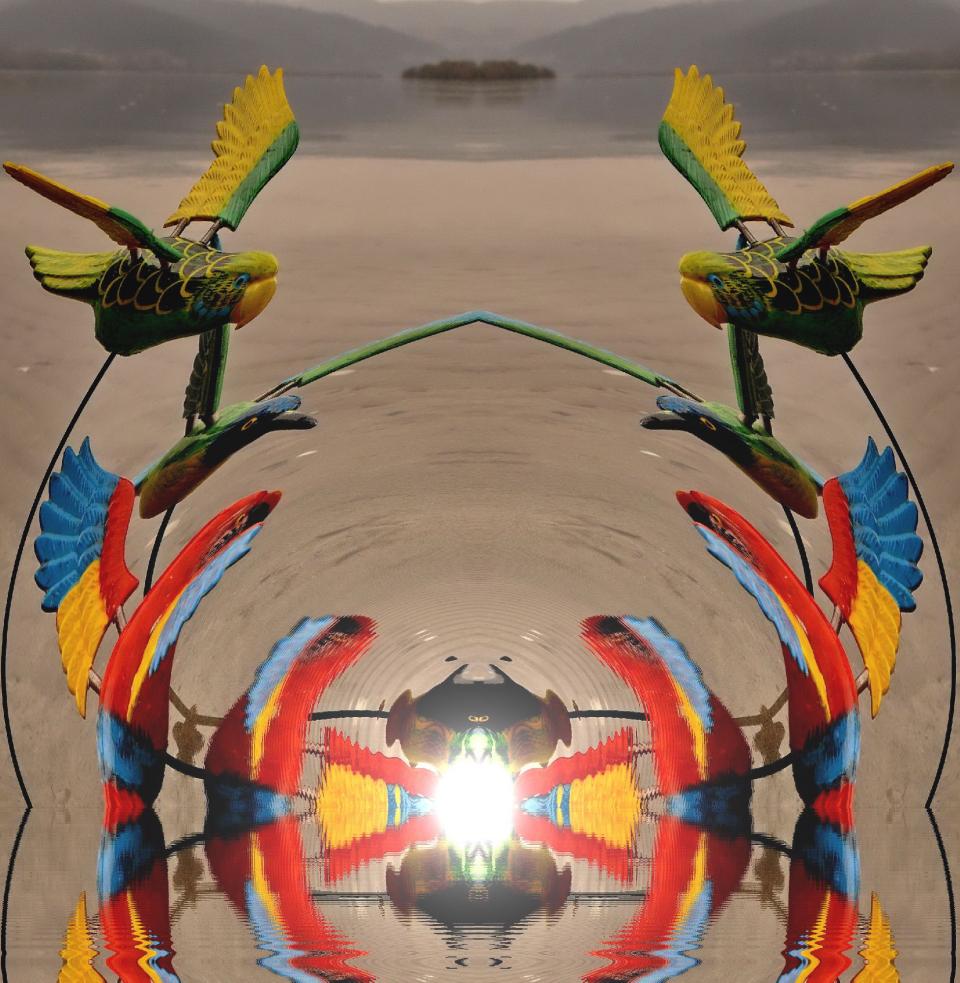 my-parrots-with-sun