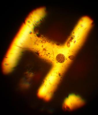 dotart-1-microscopical-world