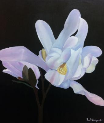 magnolia-stellata