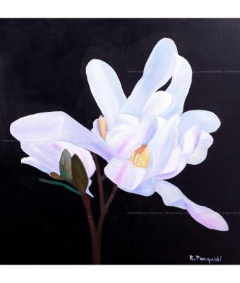 magnolia-stellata
