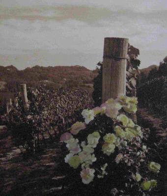 terra-di-vigna-e-rose
