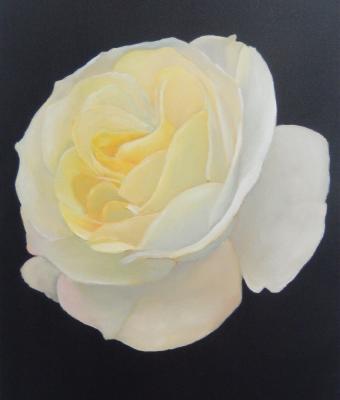 le-rose-che-non-colsi