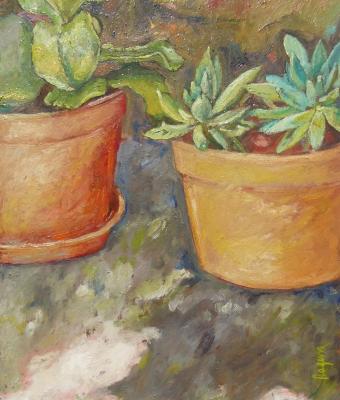 piante-grasse