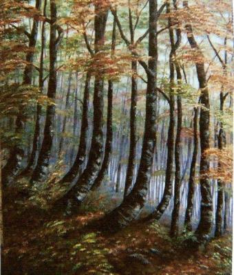 foresta-di-faggi