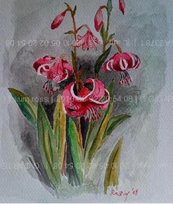 lilium-rossi