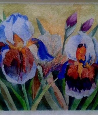 iris