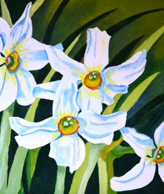 narcisi