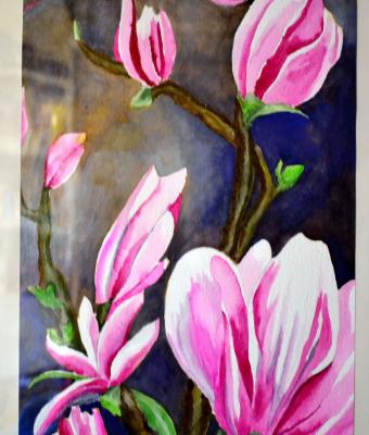 magnolia-stellata-2