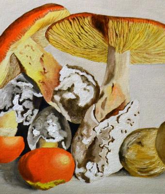 funghi