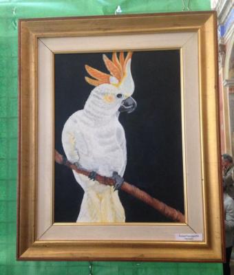 cacatua