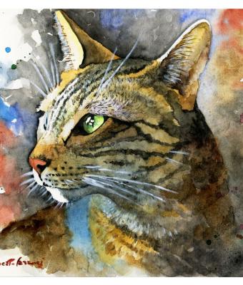 gatto