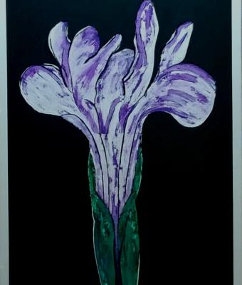 iris