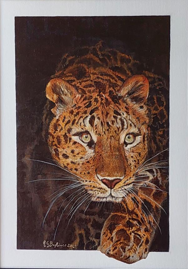 il-magnifico-predatore il-magnifico-predatore