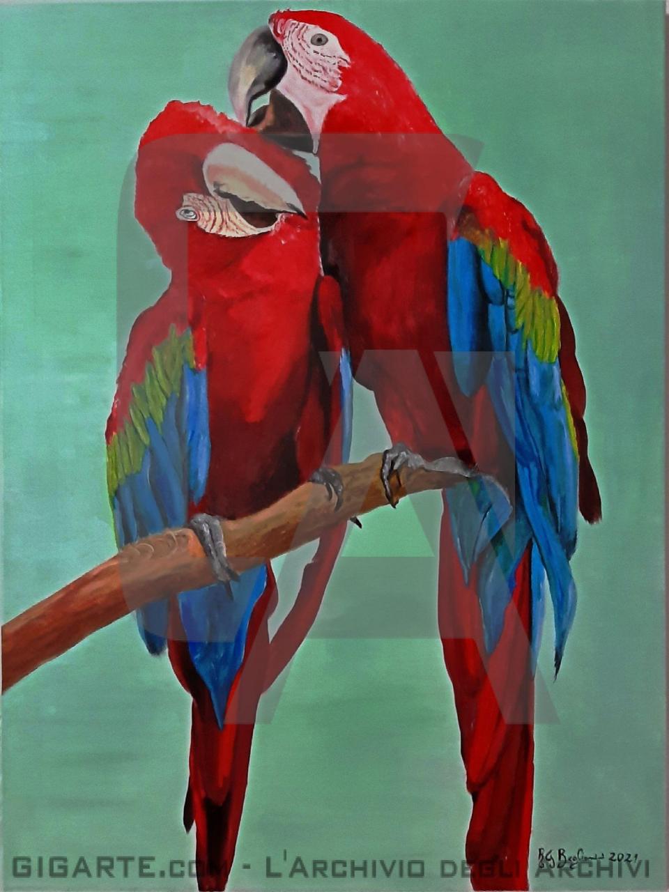pappagalli-ara-in-scambio-di-e