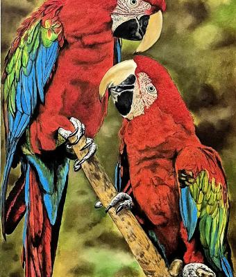 una-bellissima-coppia