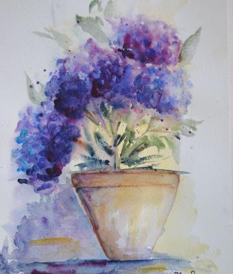 ortensie-in-vaso-floriana