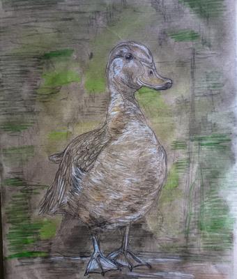 duck