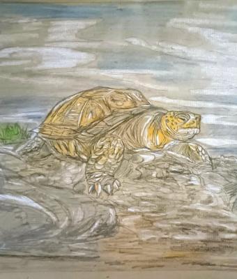 galapagos-giant-tortoise