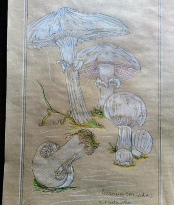 risveglio-nel-sottobosco