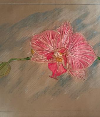 orchidea
