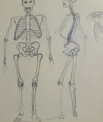 studio-scheletri-umani