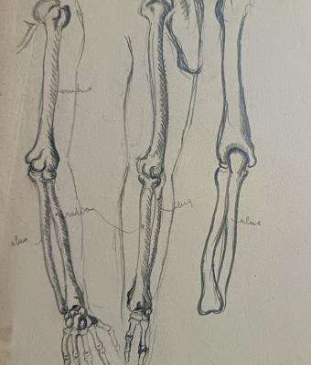 studio-scheletri-umani