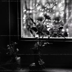 au-revoir-fleurs