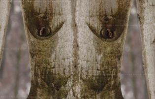 la-femme-du-bois