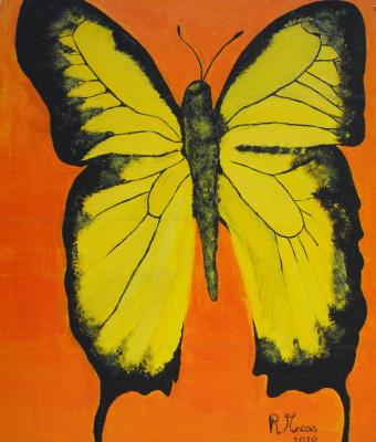 butterfly